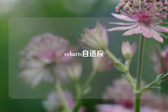 echarts自适应